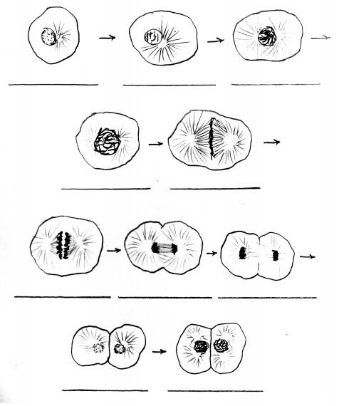 Ten hand-drawn images of the process of mitosis in the whitefish blastula.