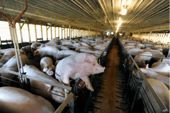 In this concentrated feeding operation, pigs are raised at high densities.