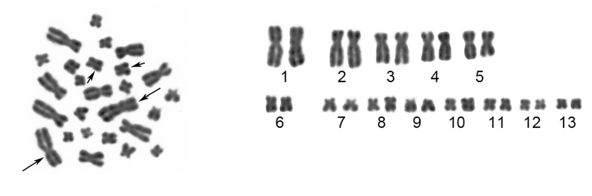 chromosome spread and karyogram frog PLOS.jpg