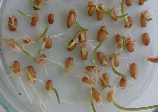 Wheat seedlings germinated in a petri dish