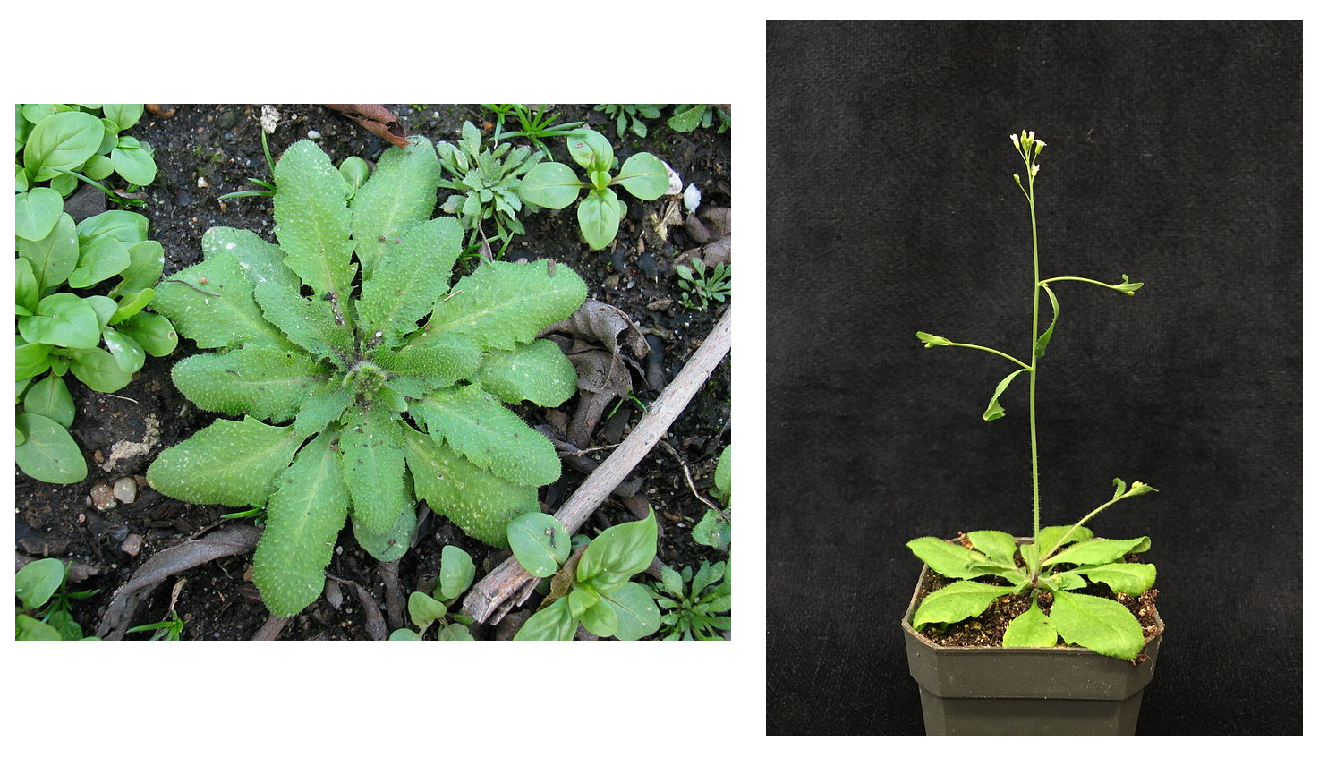 Arabidopsis thaliana as basal rosette (left) and bolted and flowering (right). The plant on the right has a long stem emerging from the basal rosette.