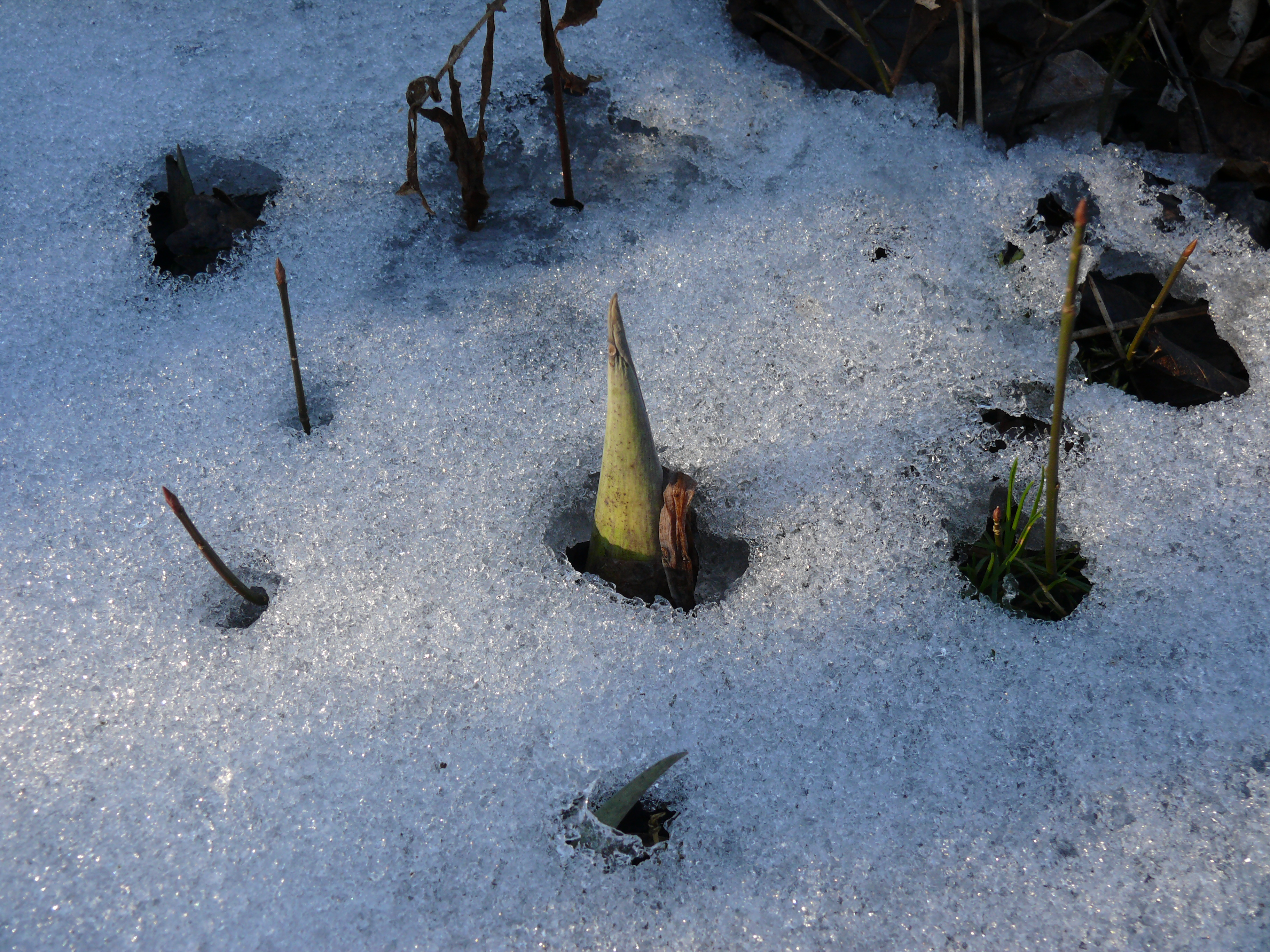 Skunk cabbage (Symplocarpus foetidus) emerges, melting the snow around it.