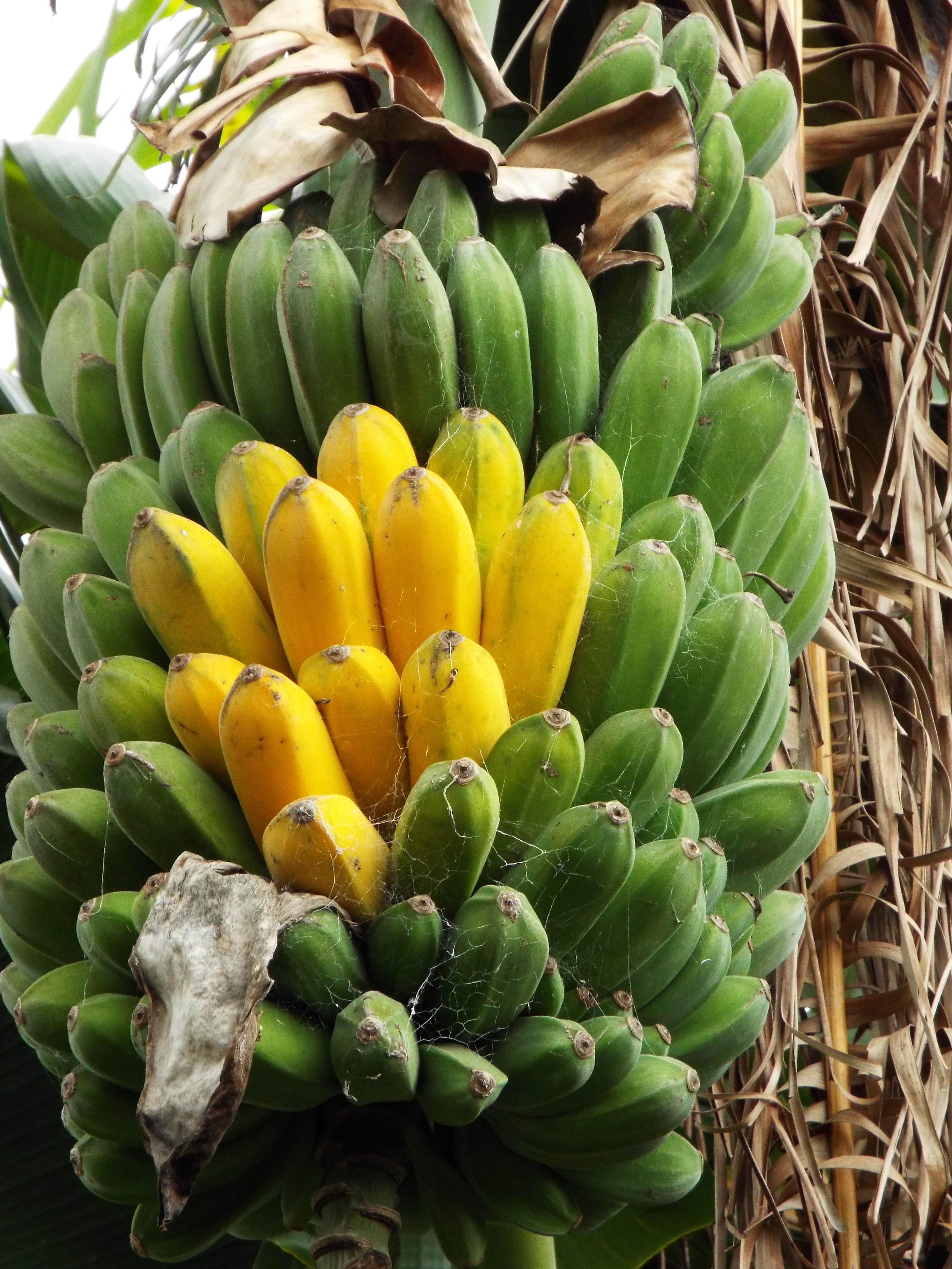 A bunch of tightly clustered, ripening bananas. The bananas in the middle of the cluster are yellow and ripe.