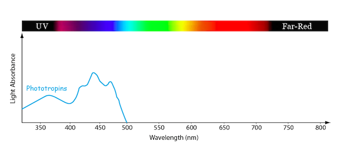 Absorption spectrum of phototropins. ​​​Wavelength is on the x-axis, and absorbance is on the y-axis.