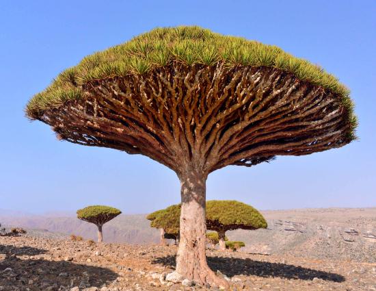 A dragon's blood tree, demonstrating tightly packed branches.