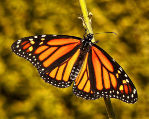a monarch butterfly resting on a flower stem