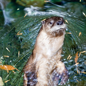 Photo shows a river otter swimming.