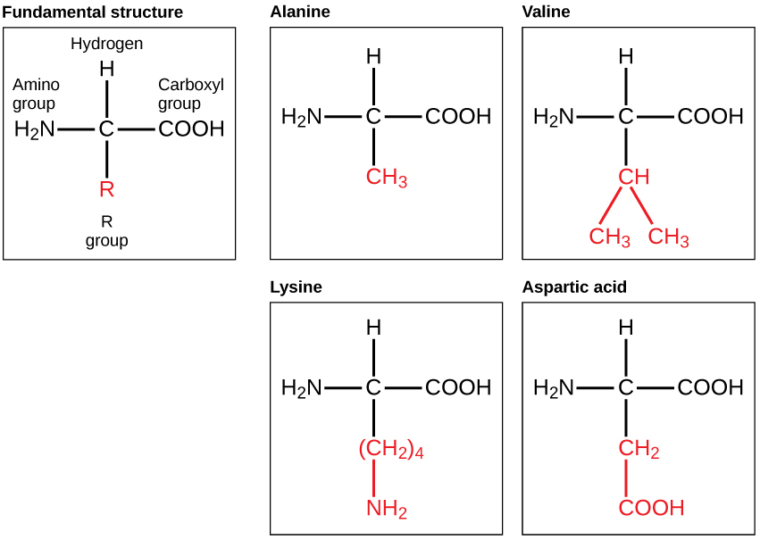 The fundamental molecular structure of an amino acid is shown. Also shown are the molecular structures of alanine, valine, lysine, and aspartic acid, which vary only in the structure of the R group