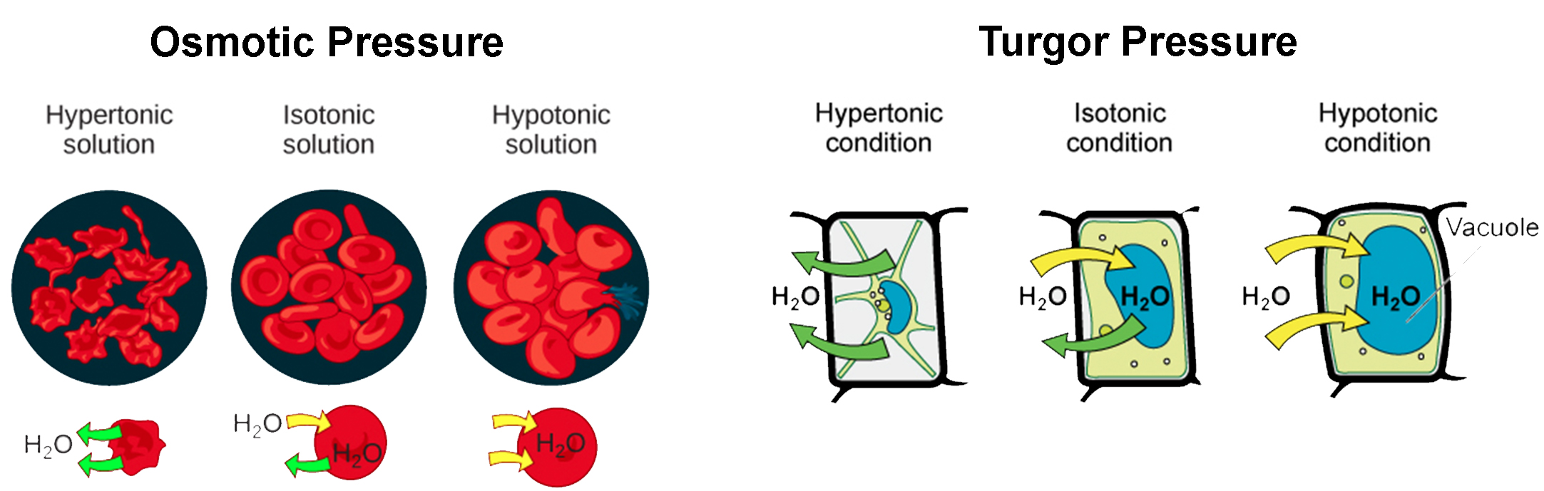 Part a: osmotic pressure. The left part of this illustration shows shriveled red blood cells bathed in a hypertonic solution. The middle part shows healthy red blood cells bathed in an isotonic solution, and the right part shows bloated red blood cells bathed in a hypotonic solution. Part b: turgor pressure. The left part of this image shows a plant cell bathed in a hypertonic solution so that the plasma membrane has pulled away completely from the cell wall, and the central vacuole has shrunk. The middle part shows a plant cell bathed in an isotonic solution; the plasma membrane has pulled away from the cell wall a bit, and the central vacuole has shrunk. The right part shows a plant cell in a hypotonic solution. The central vacuole is large, and the plasma membrane is pressed against the cell wall.