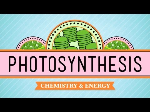 Thumbnail for the embedded element "Photosynthesis: Crash Course Biology #8"