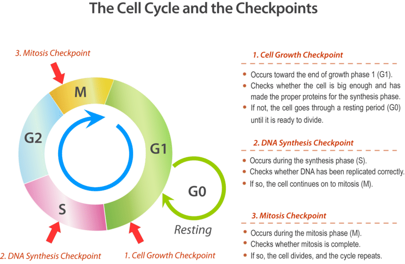 the cycle cycle