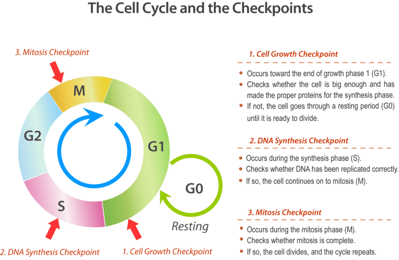 There are three primary checkpoints in the cell cycle: The cell growth checkpoint, which takes place toward the end of growth phase one (G1); the DNA synthesis checkpoint, which takes place during the synthesis phase (S); and the mitosis checkpoint, which takes place during the mitosis phase. The cell growth checkpoint, checks whether the cell is big enough and has made the proper proteins for the synthesis phase. If not, the cell goes through a resting period (G0) until it is ready to divide. The DNA Synthesis Checkpoint checks whether DNA has been replicated correctly. If so, the cell continues on to mitosis (M). The mitosis checkpoint checks whether mitosis is complete. If so, the cell divides and the cell cycle repeats.