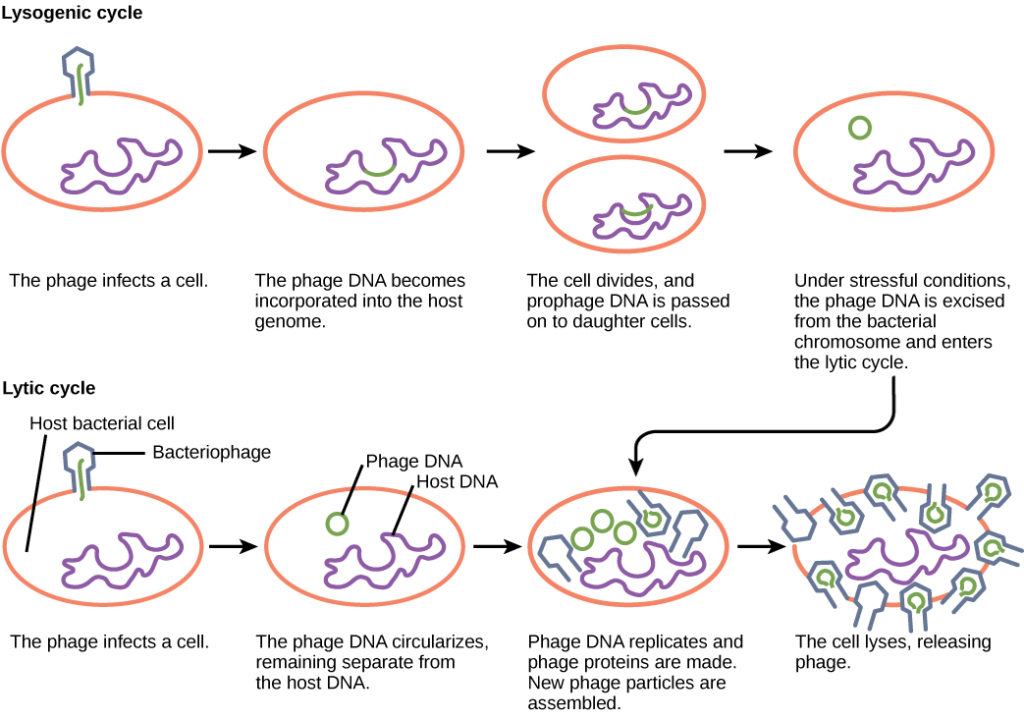 The bacteriophage lytic cycle begins when the phage attaches via a slender stalk to the host cell. Linear DNA from the viral head is injected into the host cell. The phage DNA circularizes, remaining separate from the host DNA. The phage DNA replicates, and new phage proteins are made. New phage particles are assembled. The cell lyses, releasing the phage. The bacteriophage lysogenic cycle begins the same way as the lytic cycle, with phage infecting a host cell. However, the phage DNA becomes incorporated into the host genome. The cell divides, and phage DNA is passed on to daughter cells. Under stressful conditions, the phage DNA is excised from the bacterial chromosome and enters the lytic cycle.