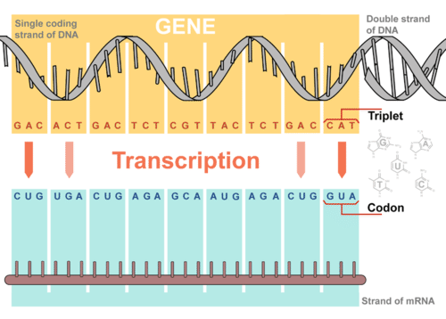 Overview of transcription of DNA to mRNA