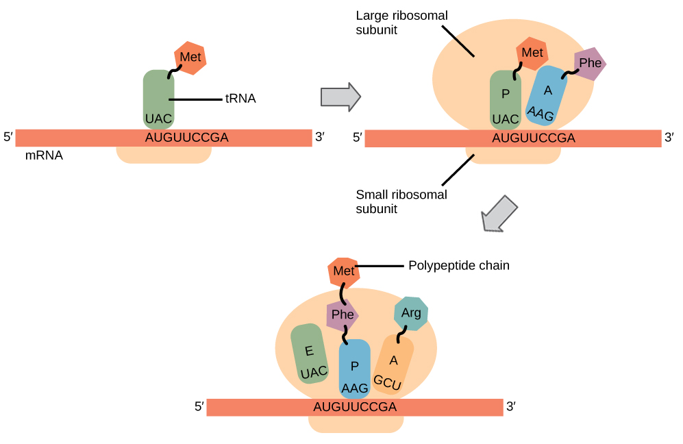 Illustration shows the steps of protein synthesis. First, the initiator tRNA recognizes the sequence AUG on an mRNA that is associated with the small ribosomal subunit. The large subunit then joins the complex. Next, a second tRNA is recruited at the A site. A peptide bond is formed between the first amino acid, which is at the P site, and the second amino acid, which is at the A site. The mRNA then shifts and the first tRNA is moved to the E site, where it dissociates from the ribosome. Another tRNA binds at the A site, and the process is repeated.