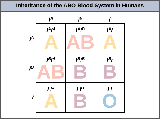 A punnett square showing the inheritance of the ABO blood types, with alleles I^A, I^B, i along each side.