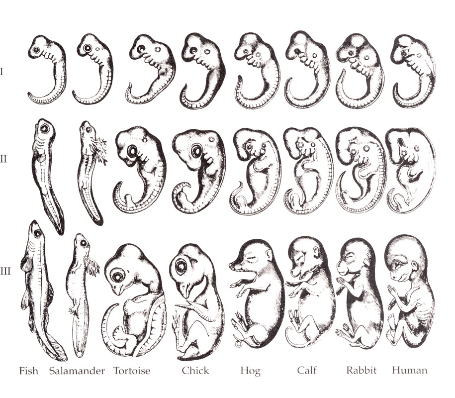 This illustration shows three stages of embryonic development for 8 different vertebrates (fish, salamander, tortoise, chick, hog, calf, rabbit, and human). The first stage of them all are so similar with a tail, vertebrae starting to form along the back, an eye, folds that will become lungs or gills, and a small hole that will become an ear like structure. The other two stages show the differences in their development.