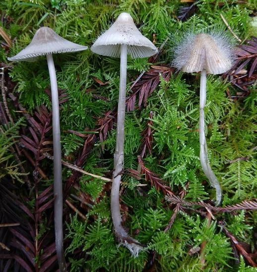 Three mushrooms at different stages of infection by a parasitic zygomycete