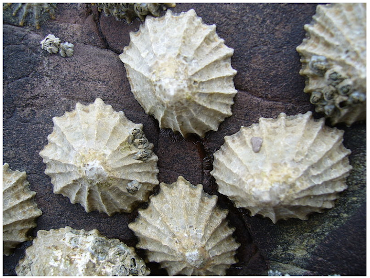 Limpets.png