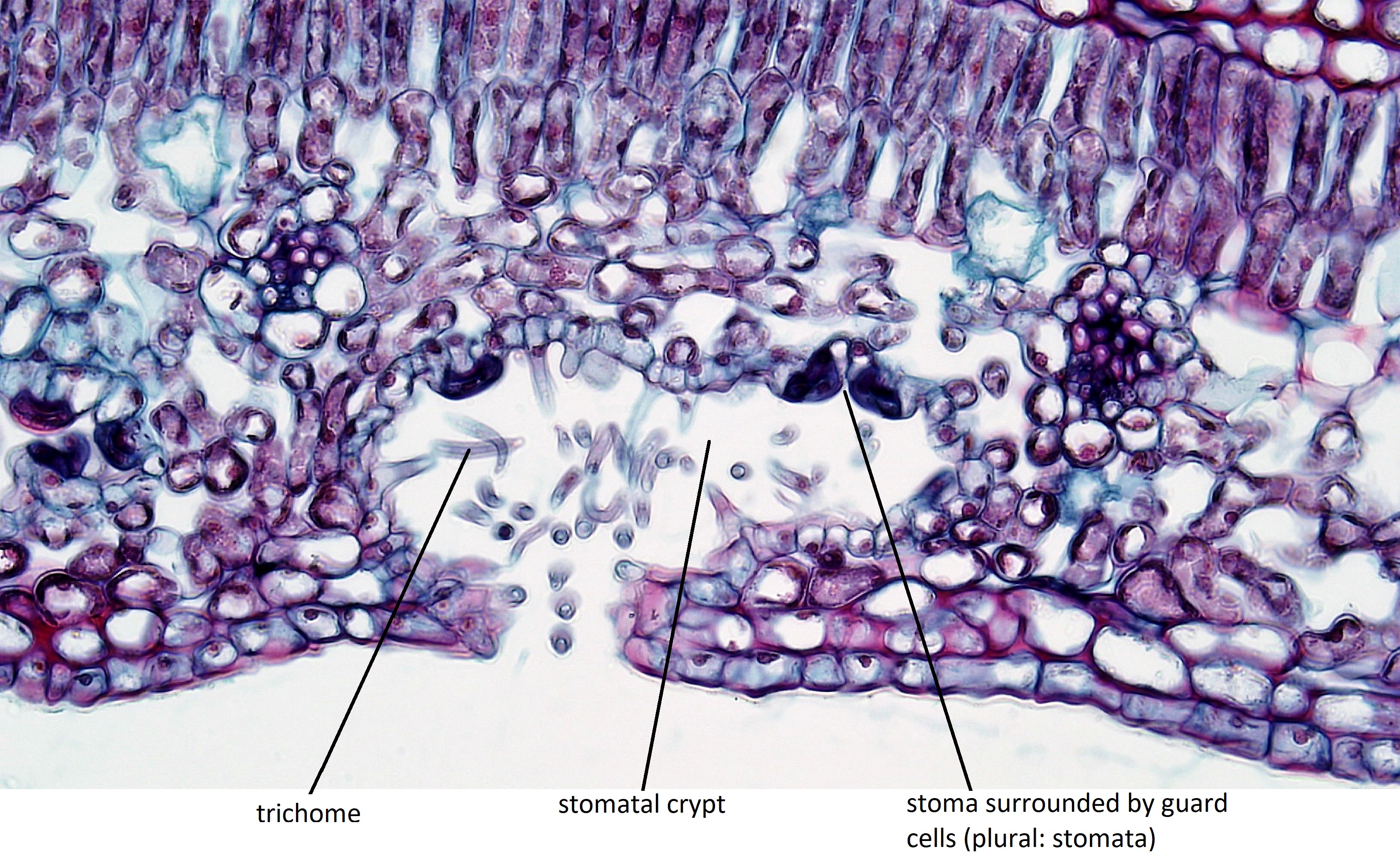 Cross section of an oleander leaf, illustrating stomatal crypt and trichomes. Magnified at 400X.