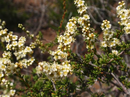 Chamise, an evergreen shrub, with small, thick leaves and white flowers