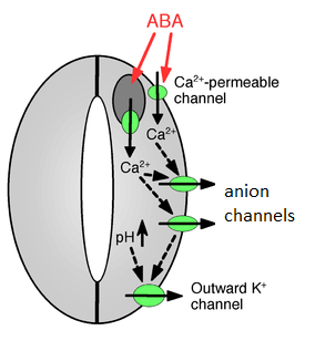 Las células de guardia importan calcio, potasio y aniones en respuesta al estrés hídrico, señaladas por ácido abscísico.