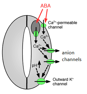 Guard cells import calcium, potassium, and anions in response to water stress, signaled by abscisic acid.