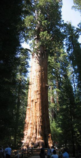 A giant redwood tree showing reddish bark surrounding a thick trunk and dark green needles on the top.