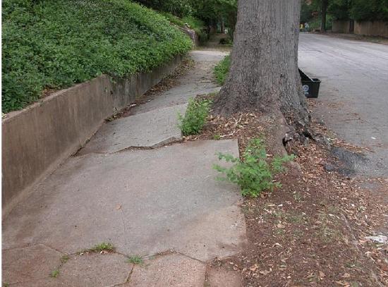 The roots of a tree have started to lift up and crack the concrete slabs of the sidewalk.