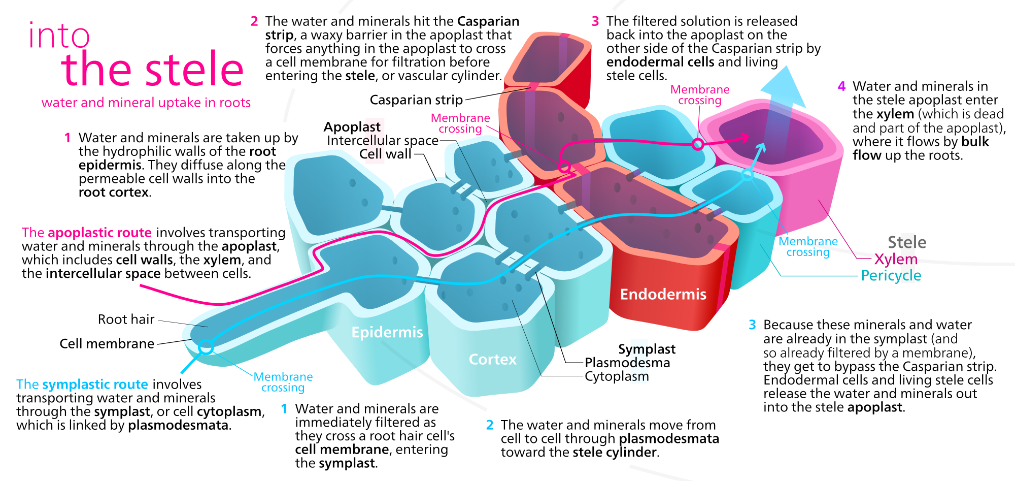 Diagram of symplastic and apoplastic water movement through the root, including the epidermis, cortex, endodermis, pericycle, and xylem.