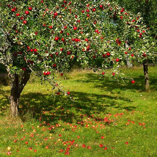 A tree with red apples and healthy green leaves. Some of the apples have fallen to the ground.