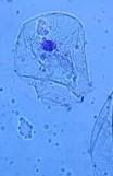 human cheeck cell under the microscope