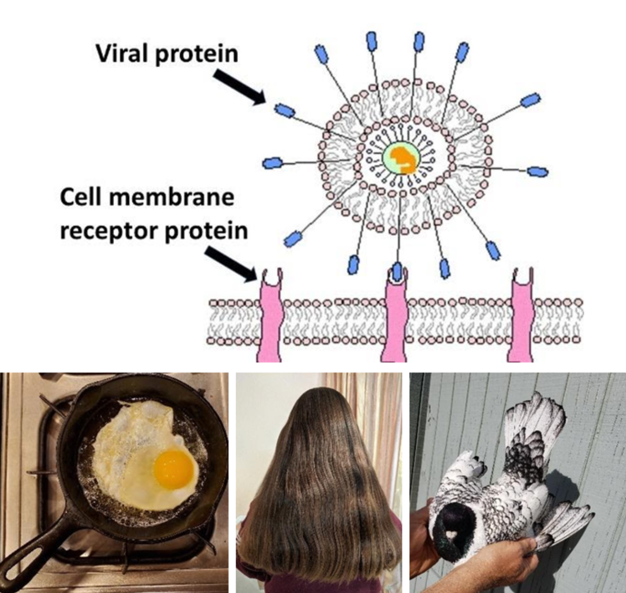 examples of protein: viral ligands and cell receptors, egg, human hair, feathers on a bird