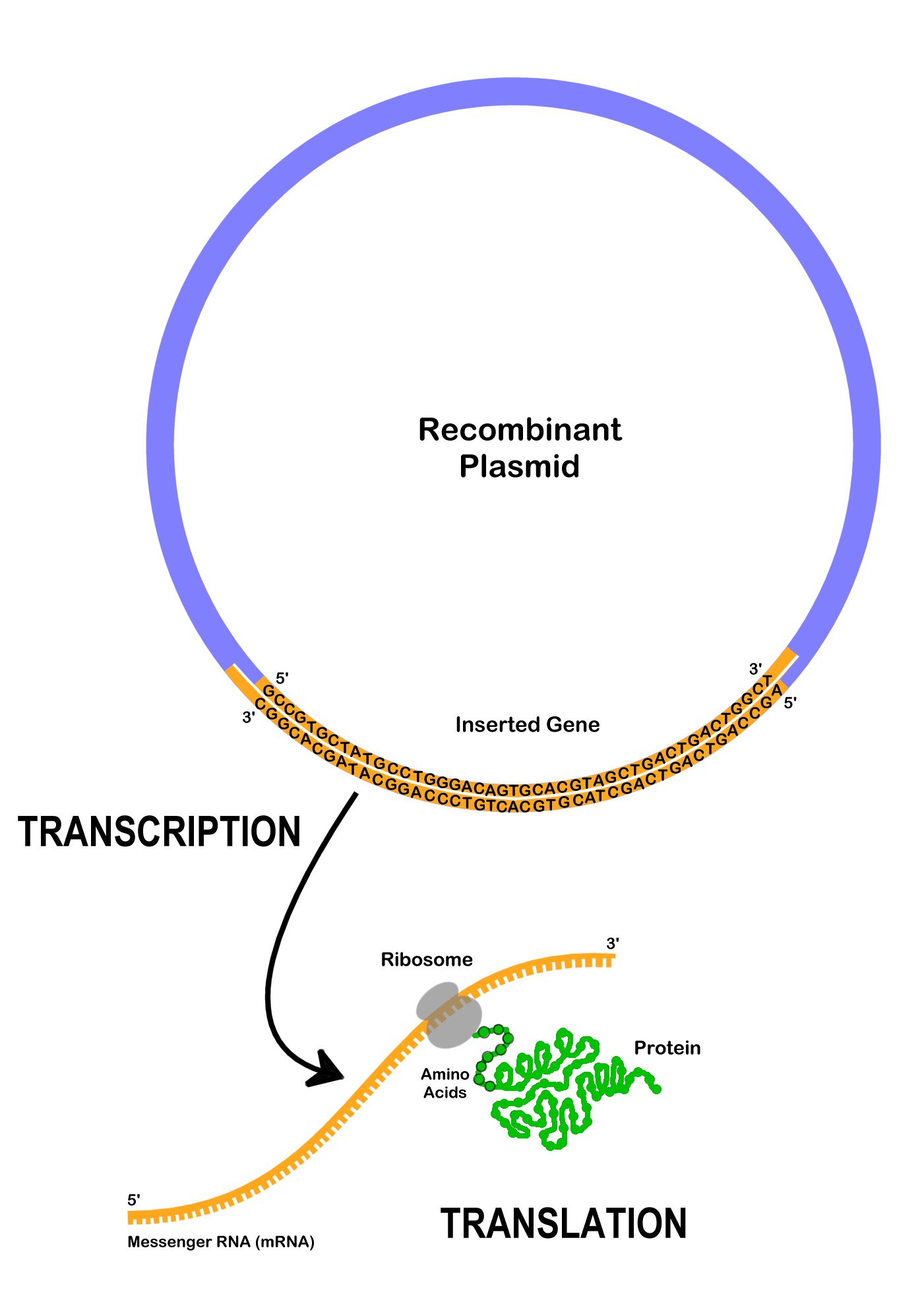 Drawing of a plasmid with inserted gene undergoing transcription to mRNA and translation to a protein.