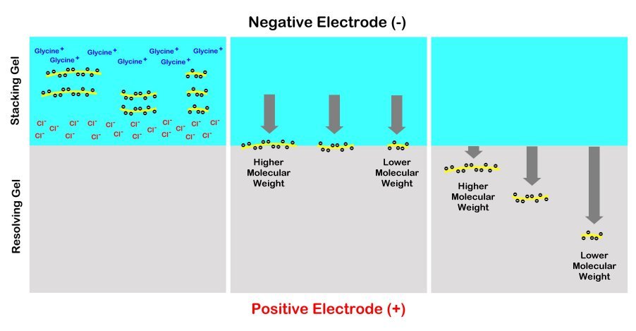 Dibujo de gel apilable y gel resolutivo con moléculas de proteína migrando a través. El electrodo negativo está en la parte superior y el electrodo positivo en la parte inferior.