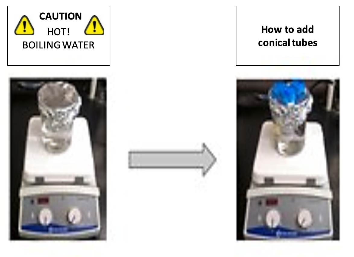 Photo of beakers on hot plates with one beaker containing tubes. Contains warning: Hot boiling water