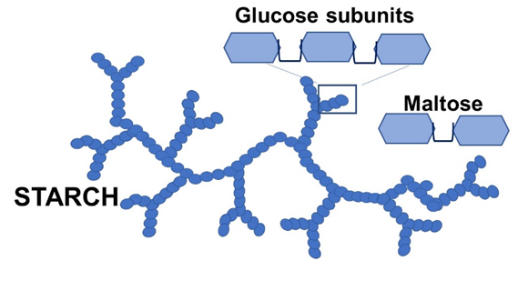 a drawing of the branched structure of starch with a labeled portion showing the glucose subunits. Also shown is maltose, a disaccharide with 2 glucose subunits.