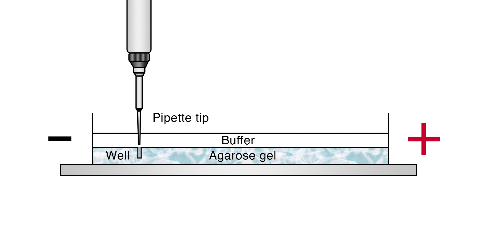 pipette tip into well of gel