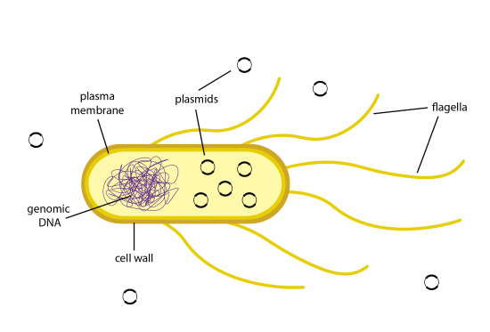 drawing of bacterial cell containing circular plasmids and plasmids in the surrounding environment