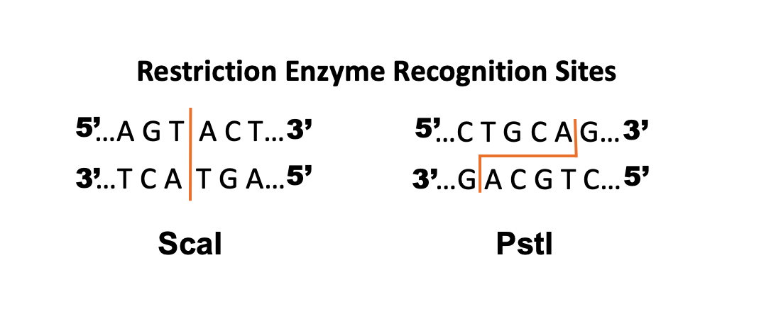 Restriction enzyme Sca I has a recognition sequence of AGTACT. It makes a blunt cut. Restriction Pst I cuts DNA at CTGCAG and leaves a single stranded overhang on each end.