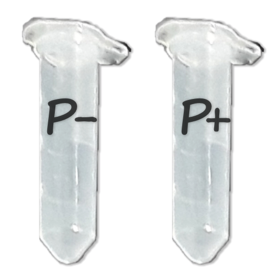 Two labeled microfuge tubes: left "P-", right "P+"