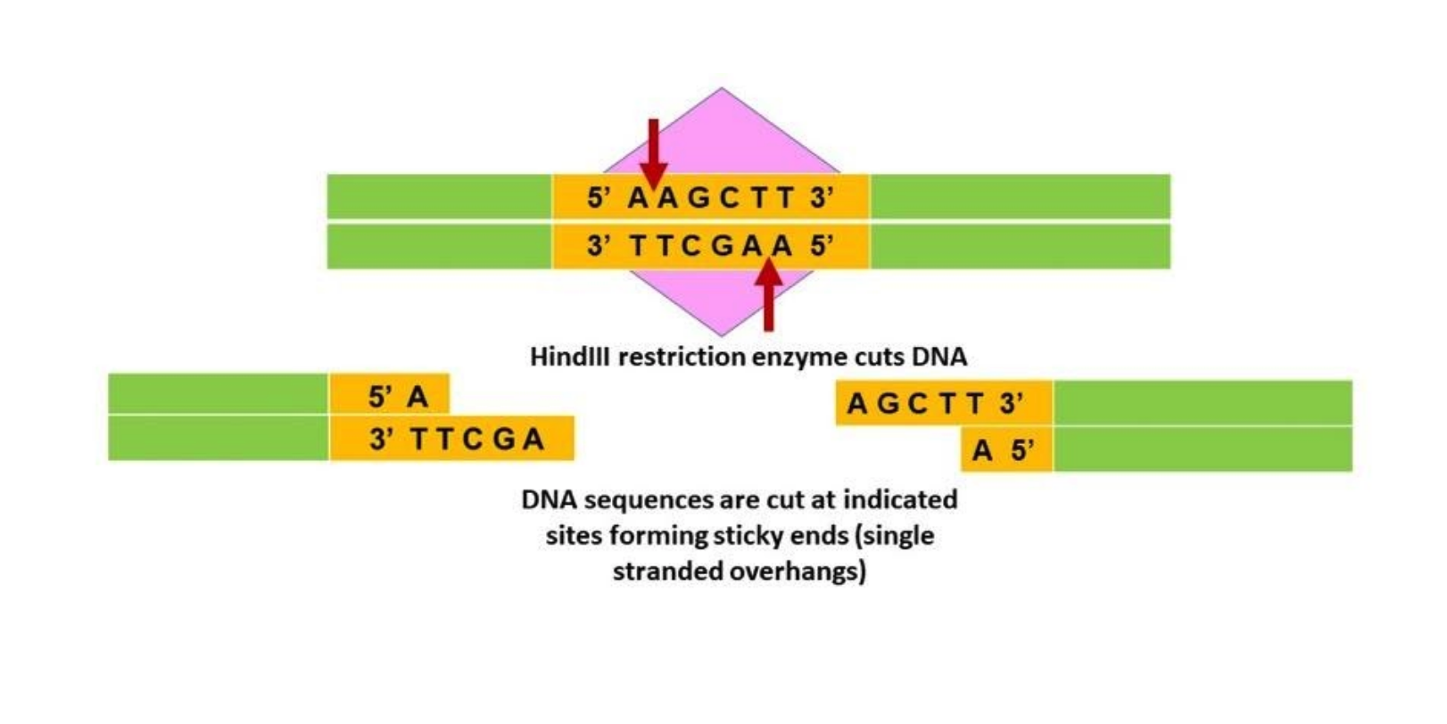 This is a complex image depicting the recognition sequence for HindIII and the resulting cut made to DNA.