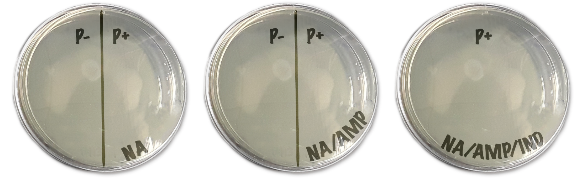 labeled petri dishes with media