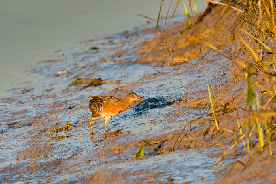 Un riel de chapaleta de patas ligeras parado en aguas fangosas cerca de pasto de cordel