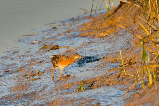 A Light-Footed Clapper Rail standing in muddy water near cordgrass