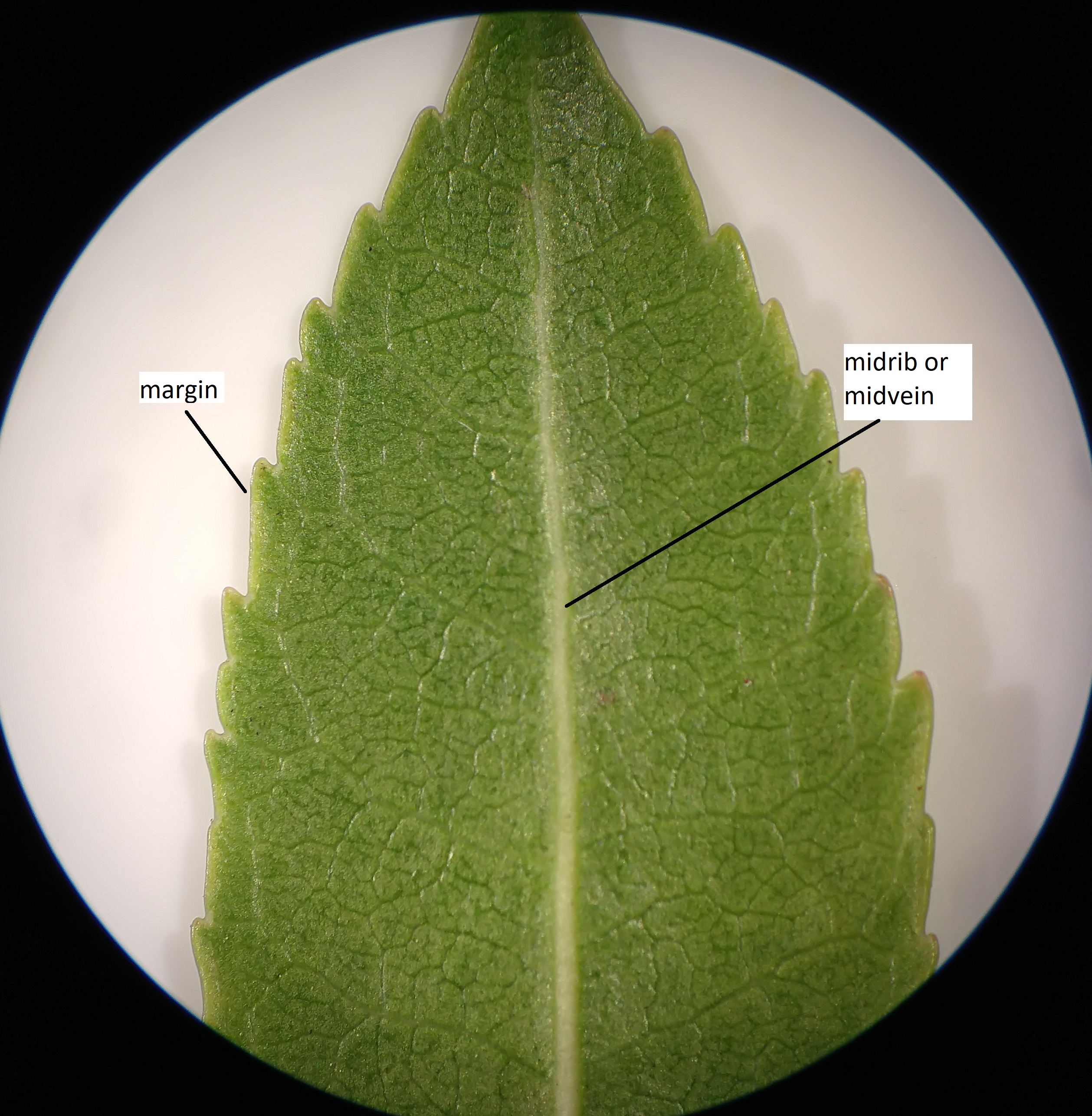 A leaf with netted venation has the midvein and margin labelled