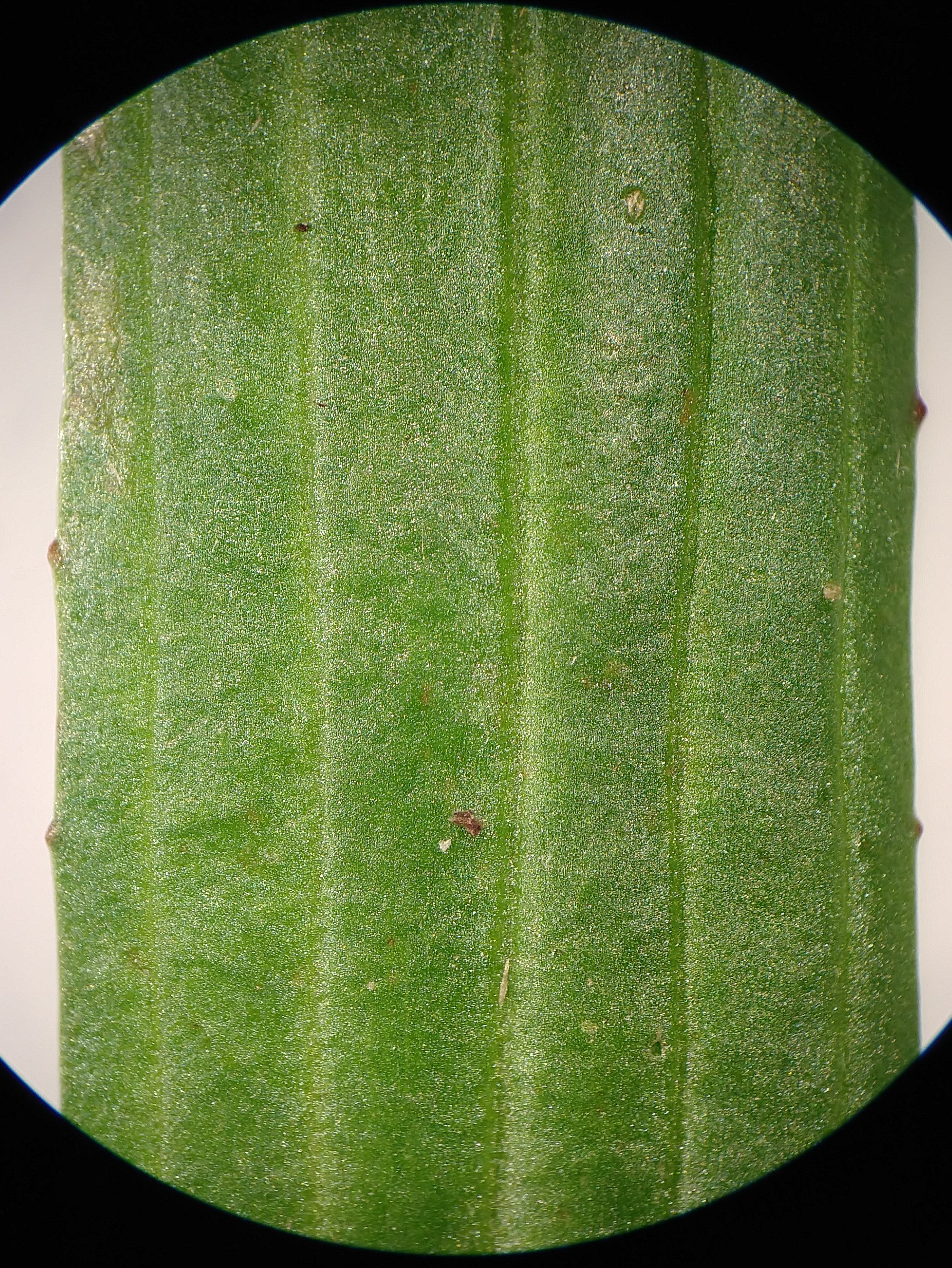 A Plantago leaf with parallel venation (the veins do not intersect or branch)