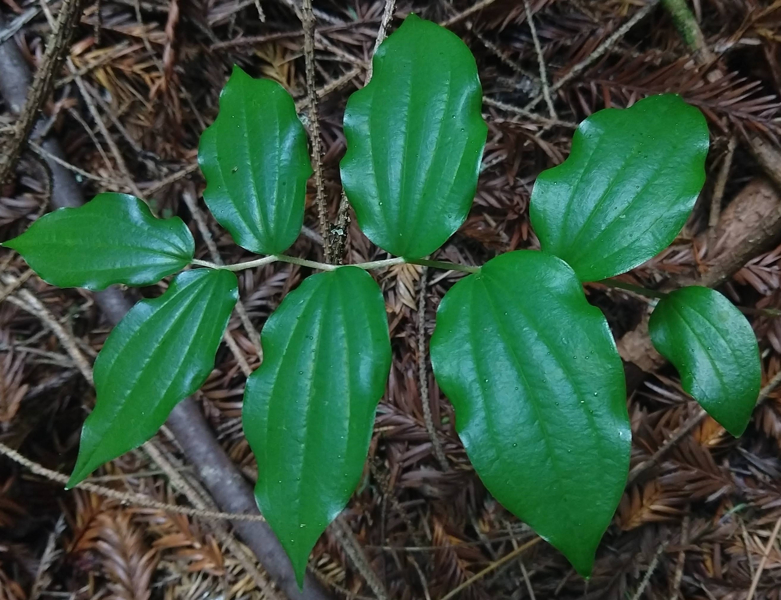 Una planta con hojas sésiles, carente de pecíolo