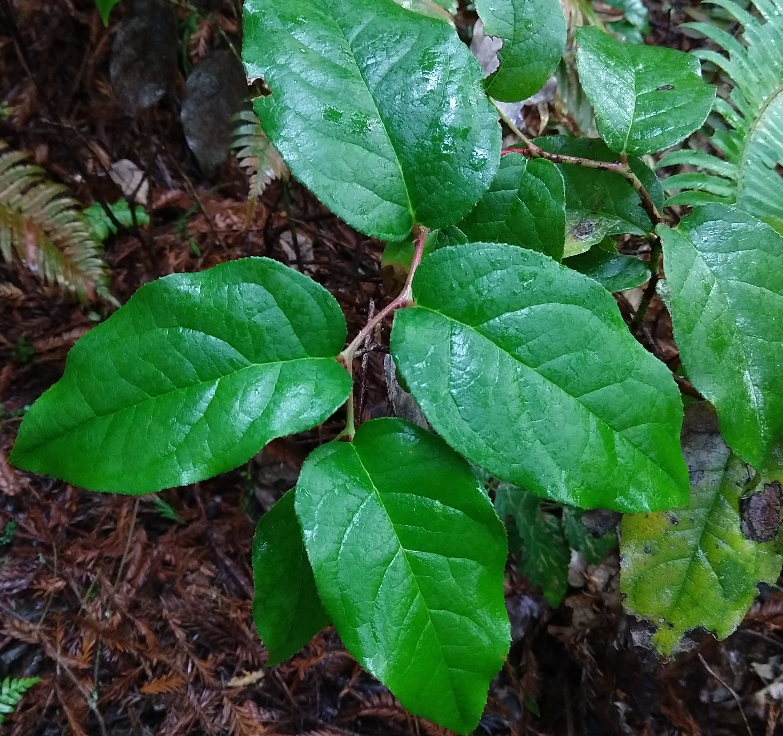 A plant with alternate leaf arrangement
