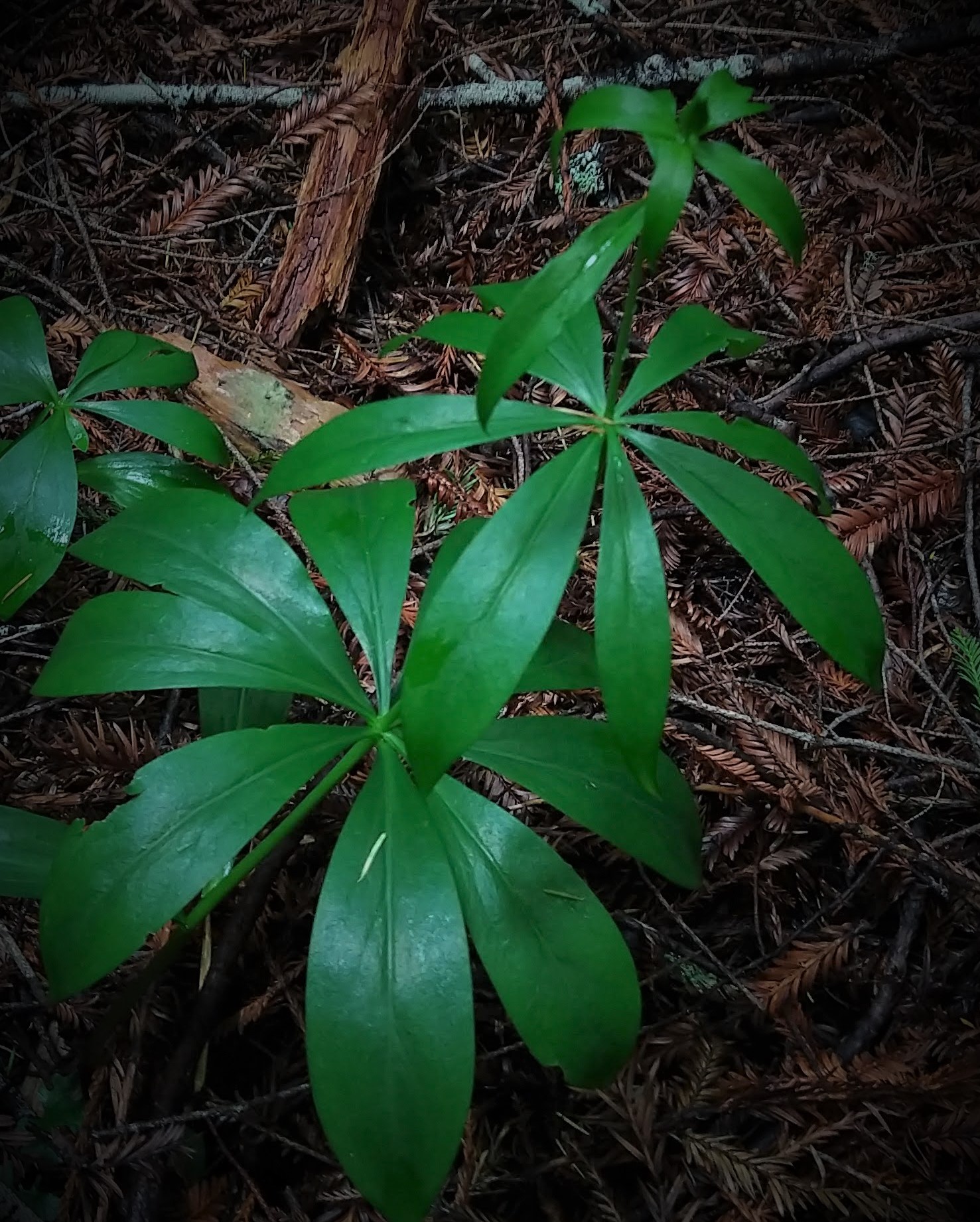 Una planta con hojas verticiladas